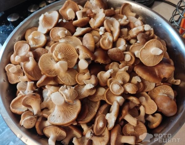 Рецепт: Соленые грибы рядовки - Маринуем рядовки полевые