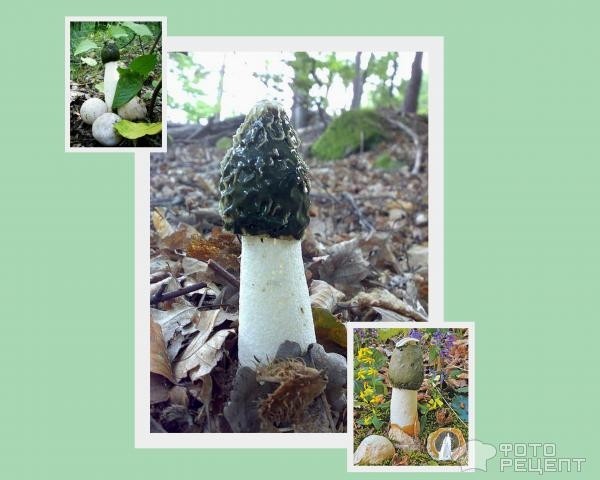 Рецепт: Настойка (лечебная) из гриба Веселка - Необыкновенный гриб-"Весёлка обыкновенная"
