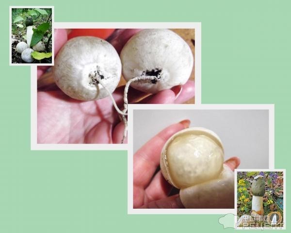 Рецепт: Настойка (лечебная) из гриба Веселка - Необыкновенный гриб-"Весёлка обыкновенная"