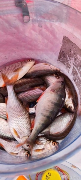 Рецепт: Жареная плотва - Чтобы косточки не попадались и рыбки с удовольствием съедались: совет бывалого рыбака